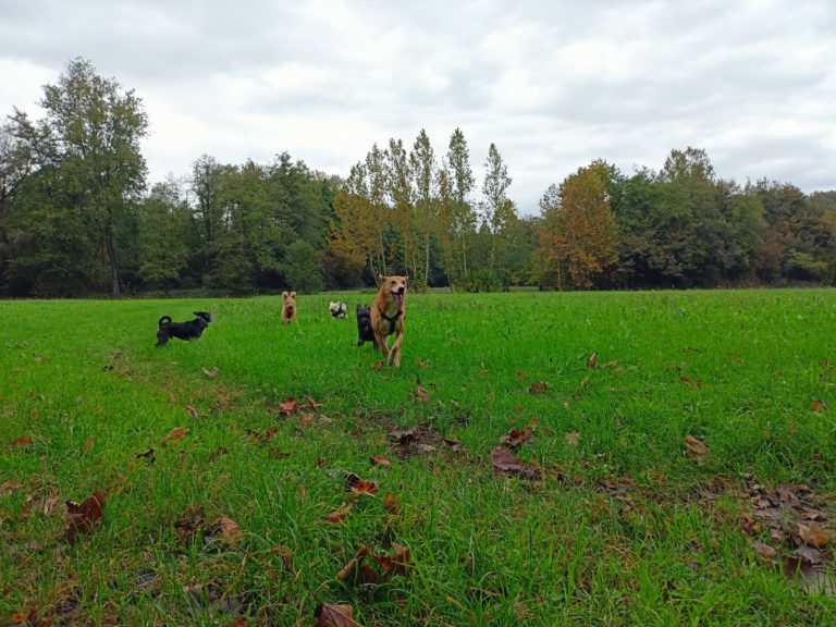 dogsitter 768x576