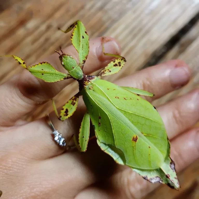 IMG 20231025 170504 365 768x768