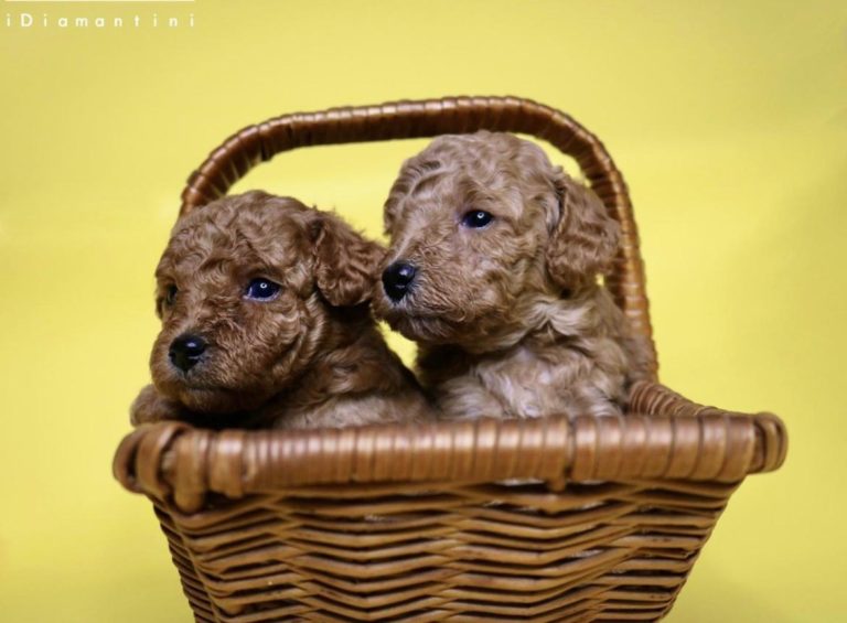 barboncini nani 768x565