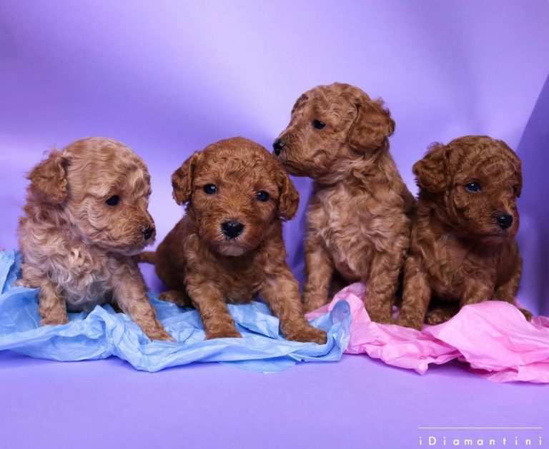 barboncini toy 768x629