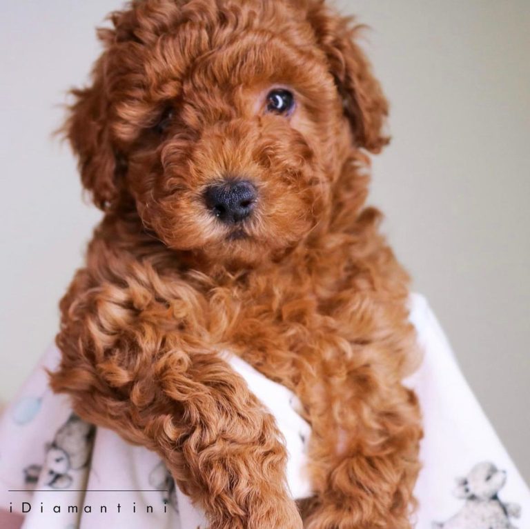 barboncino nano 768x767