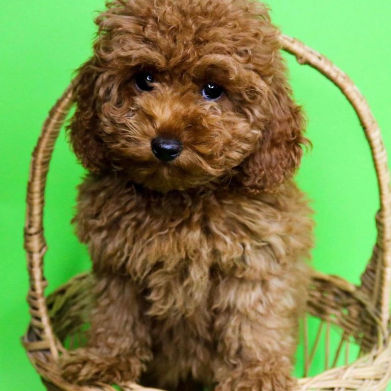 barboncino toy 768x767