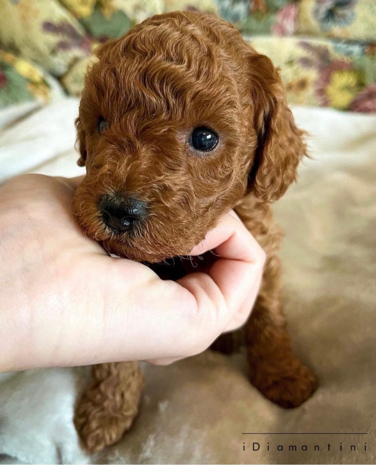 cucciolo barboncino 768x949